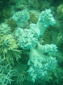   soft corals Nukualofa off Vuna wharf end main street using oylmpus 720  